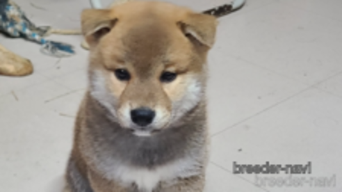 成約済の静岡県の柴犬-364515の6枚目